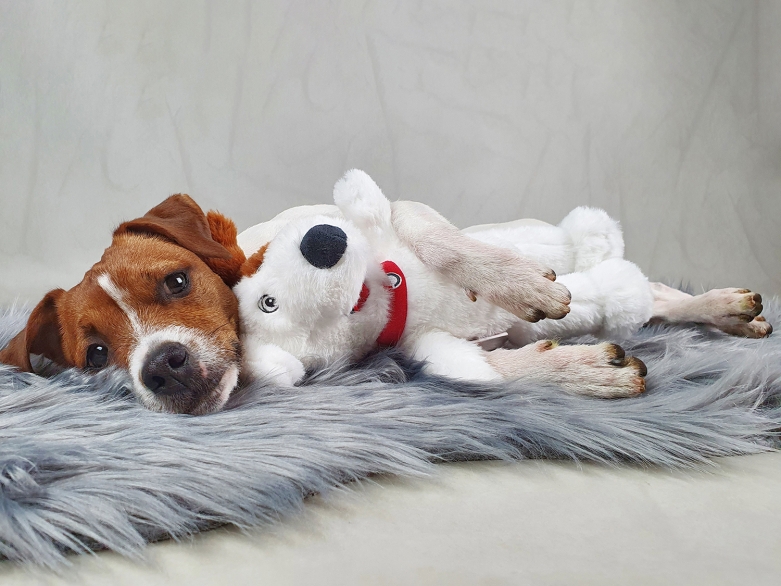 RelaxoPet Hund mit Buddy