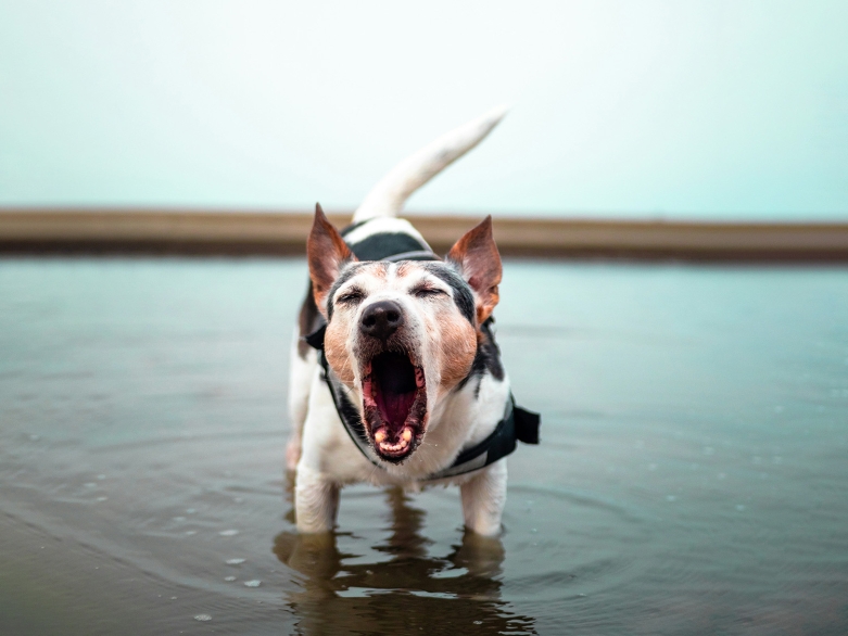 bellender Hund im Wasser