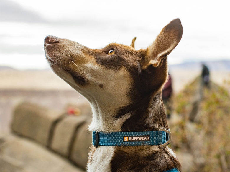 Hund mit Halsband Ruffwear